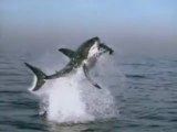 L'attacco dello squalo bianco