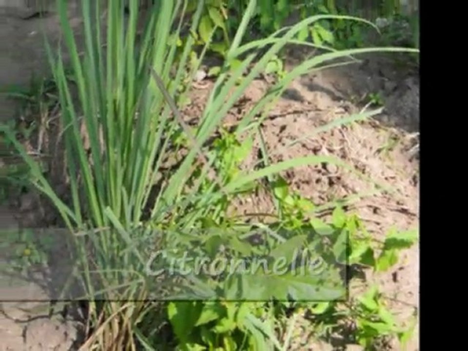 Inde du Sud:Karnataka,Kérala,Tamil Nadu