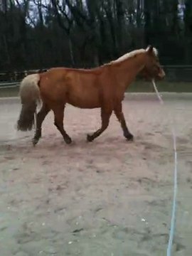 Latigo longé au trot à main droite