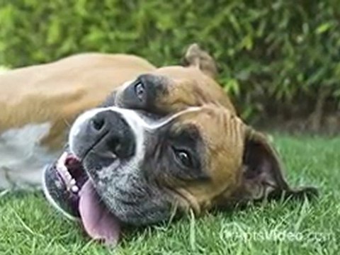 Sierra Ridge Apartments in Roseville, CA - ForRent.com