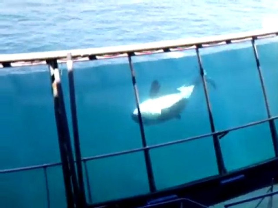 marineland antibes