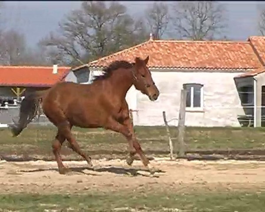 Royale  d'Oréal Mars 2010