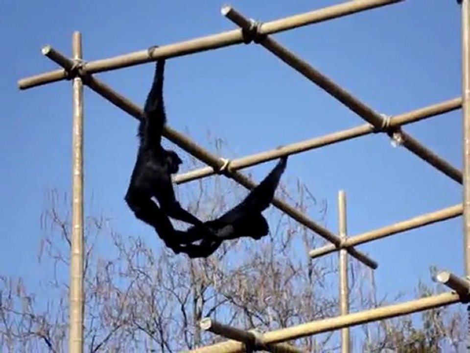 Monkeys