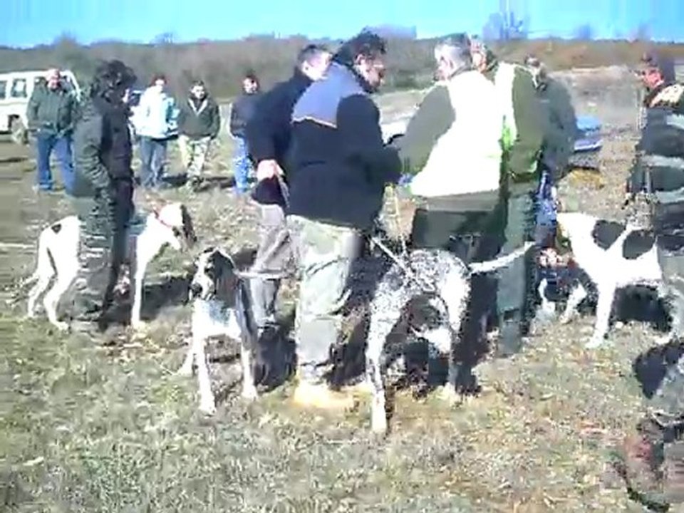 concours  saint chels  2010 meute grimal _ foullioux