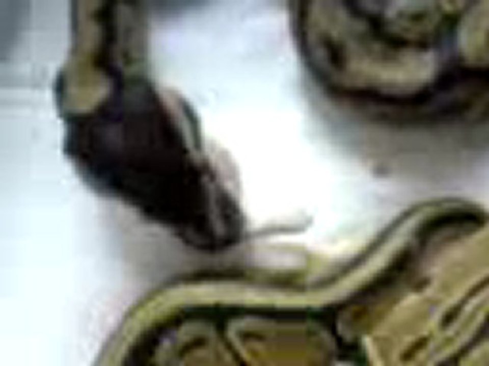shiva mon python mange p2
