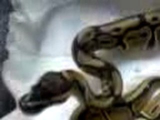 shiva mon python mange p3