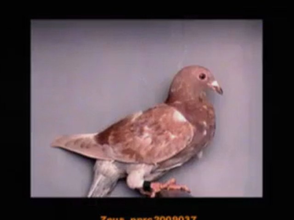 Pigeon Pals Racing Club Daily Results 230