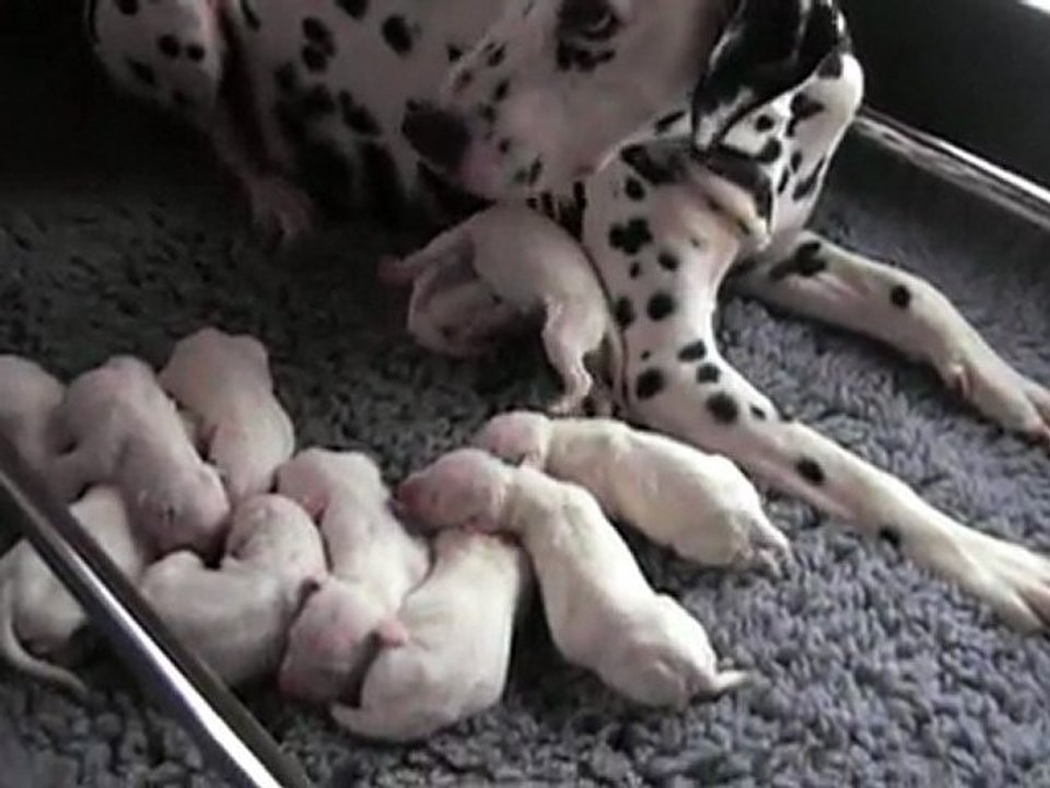 9 mars 2010 : les chiots ont un jour