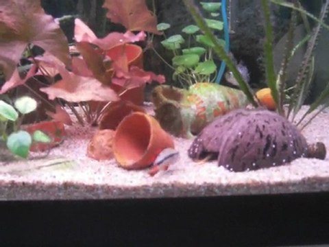 couple apistogramma ou deux males?