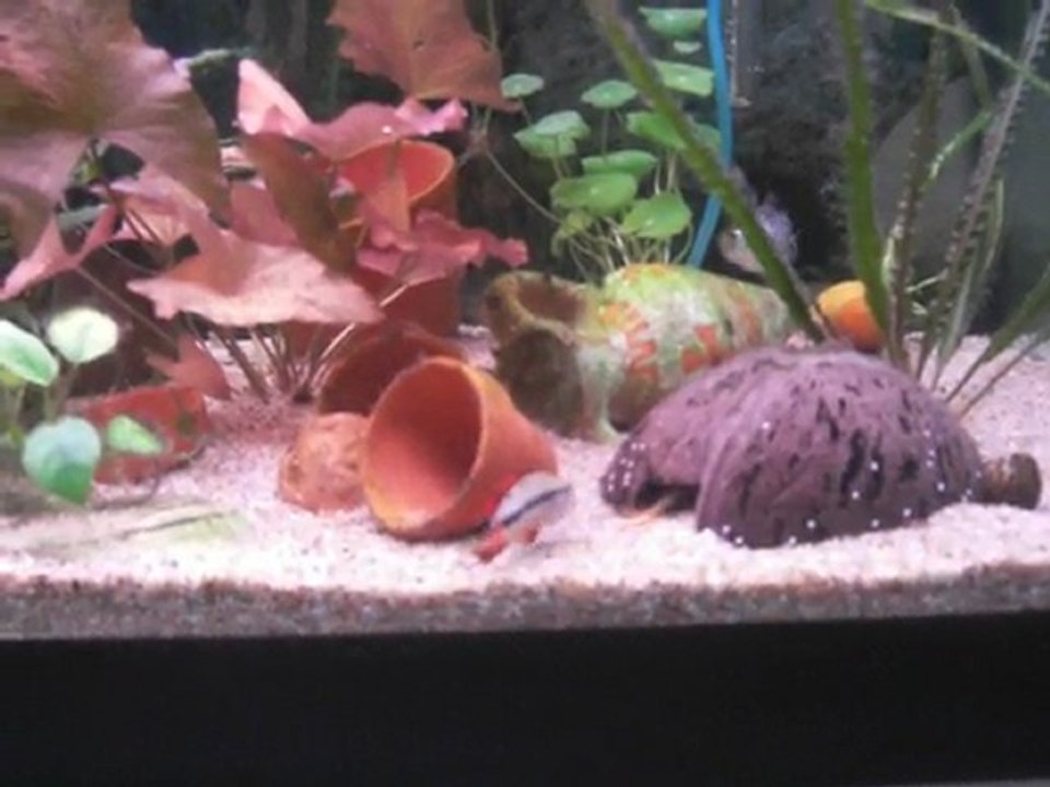 couple apistogramma ou deux males?