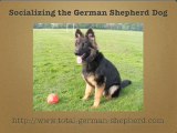 German Shepherd Socialization - Socialize Your GSD