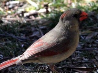 Another boring bird Video