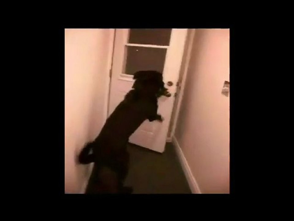 Il cane che apre e chiude la porta