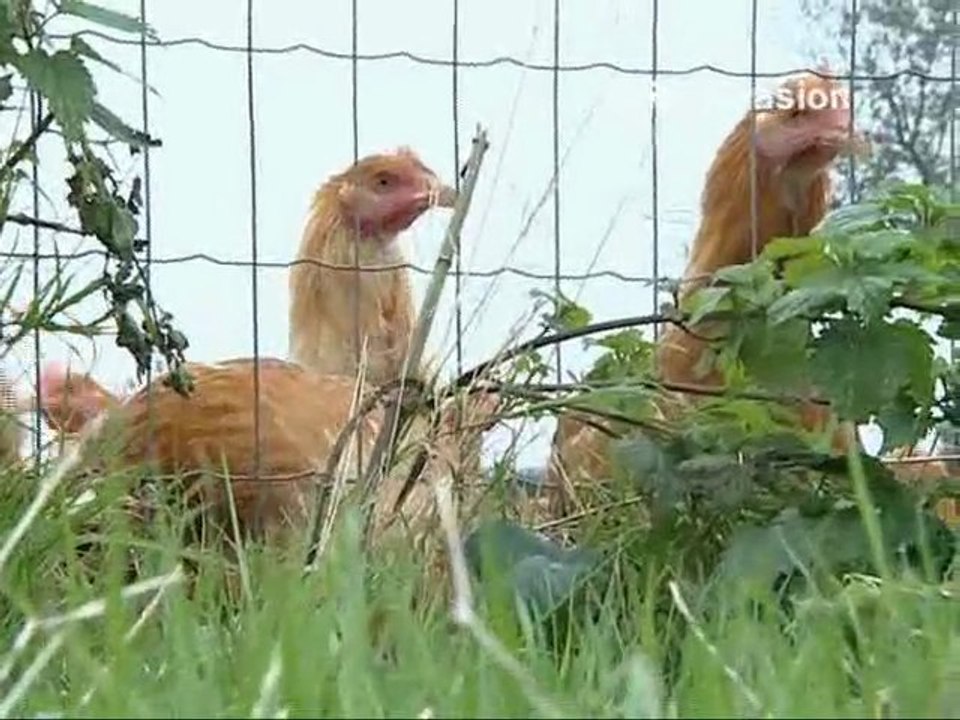 Calaisis TV: L'oeilleton d'émma : La Volaille de Licques 1