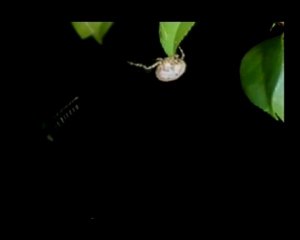 Kimyager Bolas Örümceği (Doğa Bilimleri Derneği)