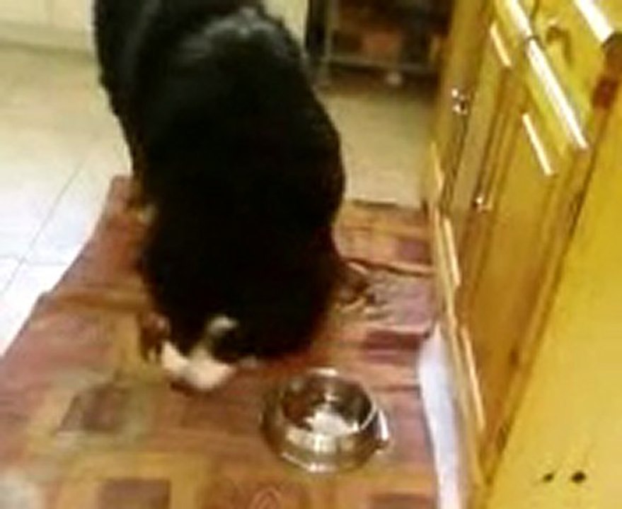 Vidéo doggy et sa gamelle