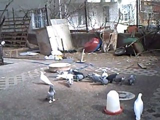 ANKARA SİNCAN (SARAYCIK) HACI HALİL ABİ ARAP 1