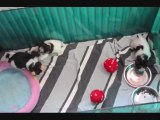 Puppies having fun second part