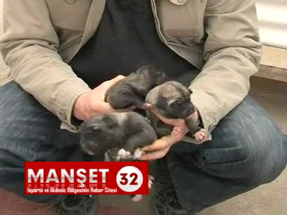 SDÜ kangal 14 yavru DÜnyaya Getirdi