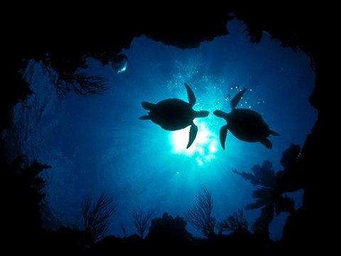 Au son des cétacés, du fond de l'océan - Serge Rachmaninov