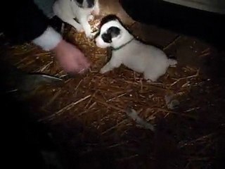 Hugo et Arthur :o))) Mes loulous