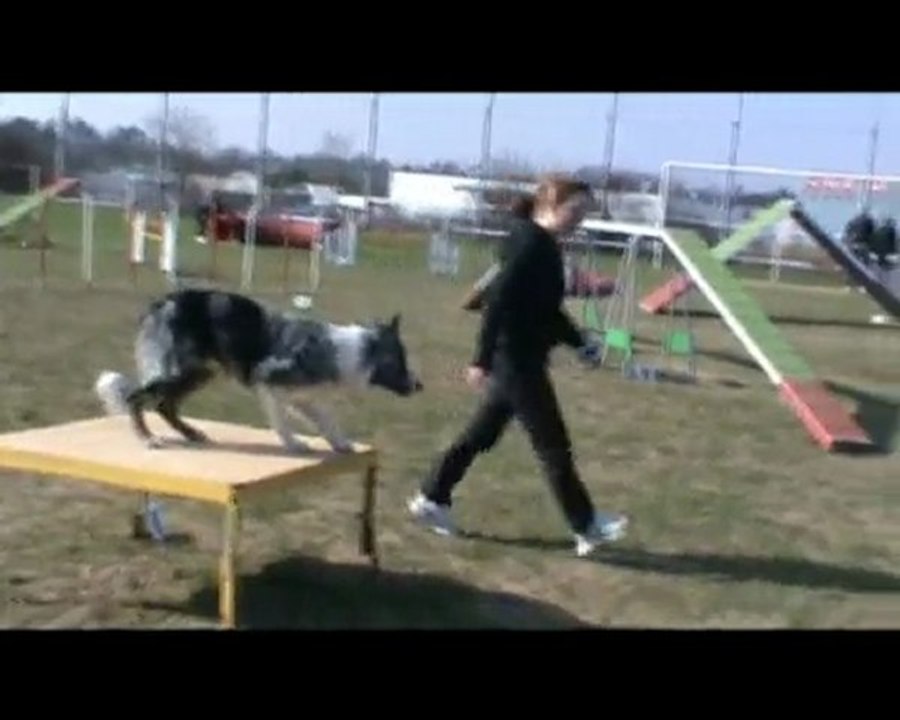 Cartoon - 1er concours - SAINTES 07.03.10 - BORDER COLLIE