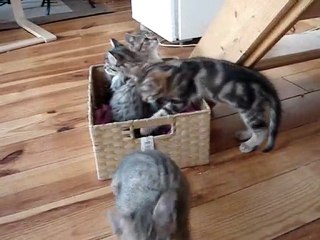 Les chatons découvre le panier de Lumö