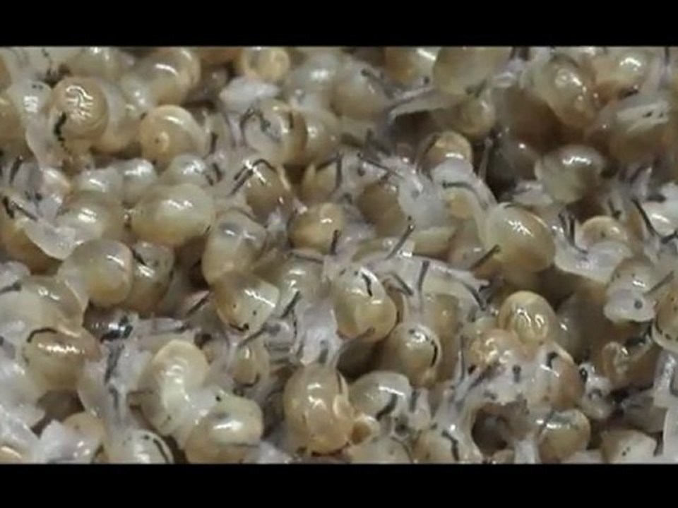 Héliciculture