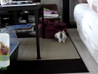 Canaille pète un câble