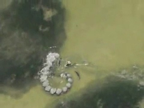 Life Bottlenose dolphins mud-ring feeding karapapak.com