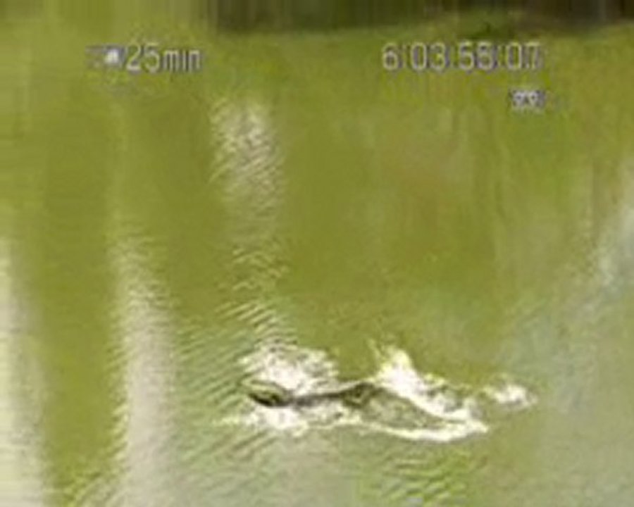Croco-Bungee