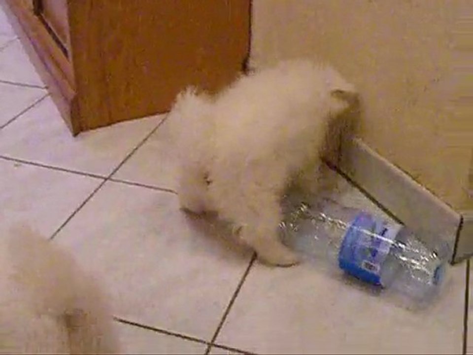 Ouji, Fujin et F'Aya des Légendes de Yuki Onna