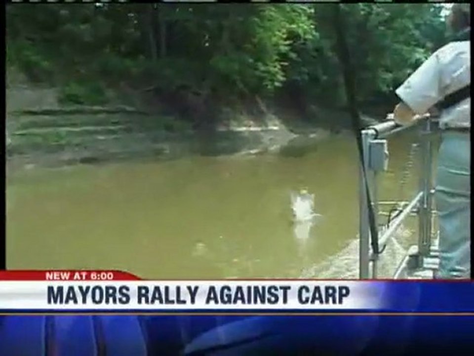 Inwazja karpi azjatyckich w USA