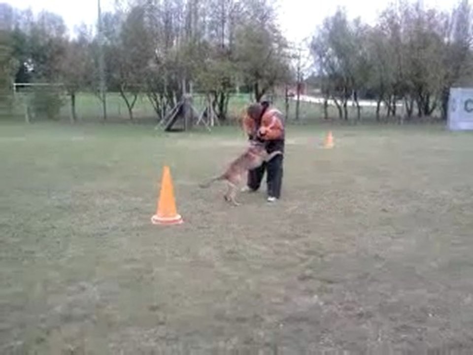 Docteur Jekyll dit Diamant Berger Belge Malinois 20 mois