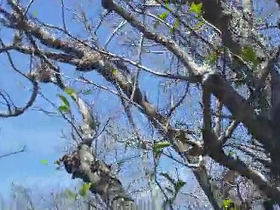 Everglades Gator Park Miami - Chaf, Souz et Flo Airboat