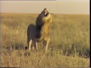 أدغال أفريقيا