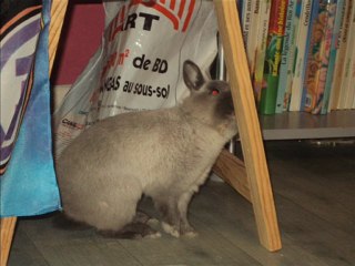 Mon lapin Tity D'amours!