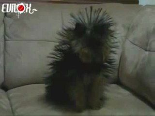 un chien qui ressemble à un petit hérisson