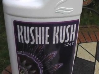 UG 44 Bubba Kush Close Up!