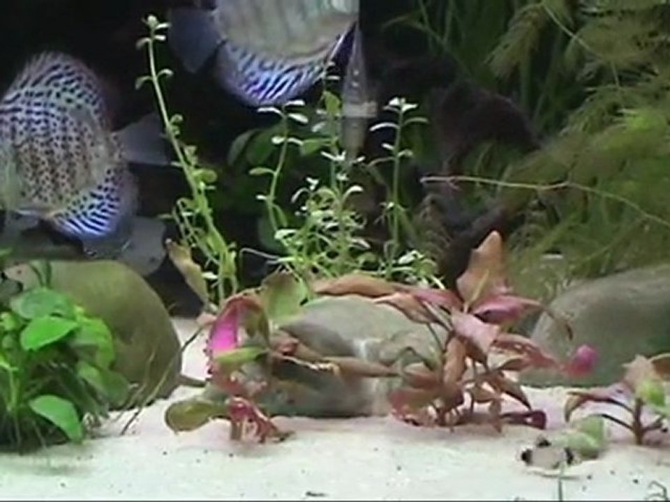 600 litres amazonien