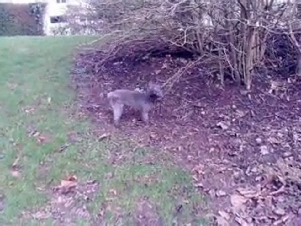 Daisy vs arbre