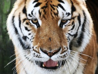 TIGER - Endangered Predator.