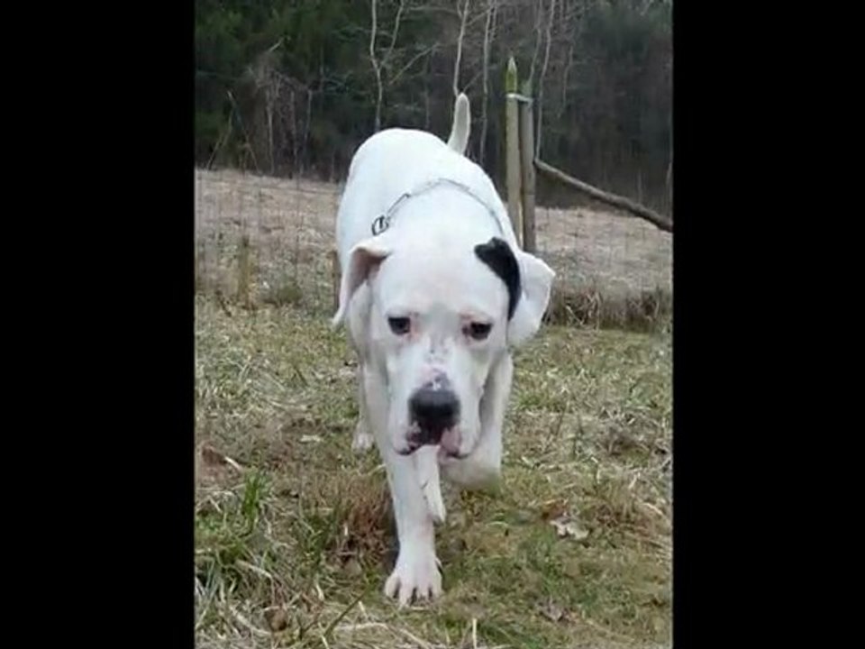 After, Sisko, Pepito, Vidocq  au refuge des Amis des bêtes