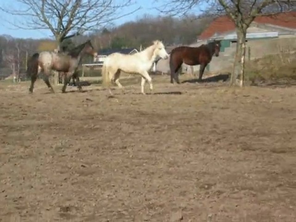 galop au pré mars 2010