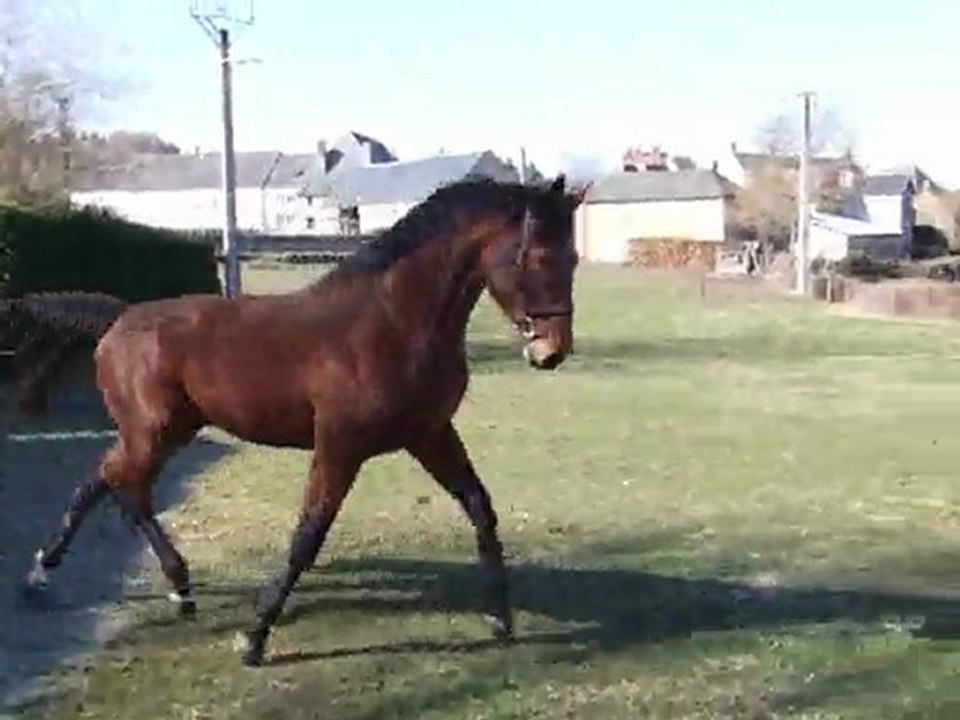 TOTEM DES PRES MALE SELLE FRANCAIS DE 3 ANS
