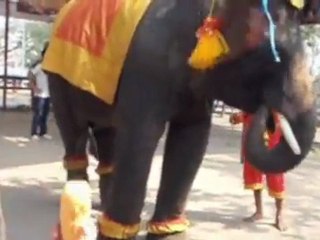 Hilarious Elephant Dancing at Ayutthaya, Thailand