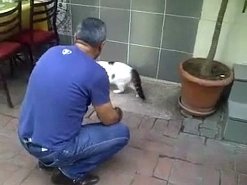 Kedi Pitbula Kafa tutuyor