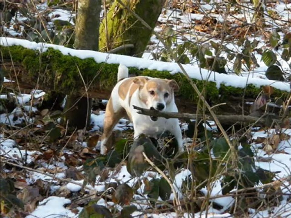 Ezack du Jardin des Lys Blancs