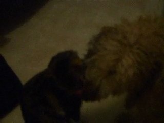 Moment de douceur entre Bélize et Smelly