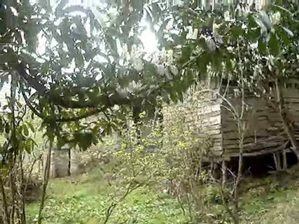 garayemis cicegi
